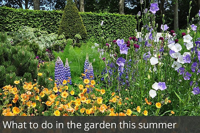 What to do in the garden this summer | Waltons Blog | Waltons Sheds