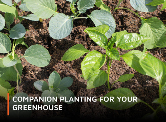 Companion_Planting_For_Your_Greenhouse