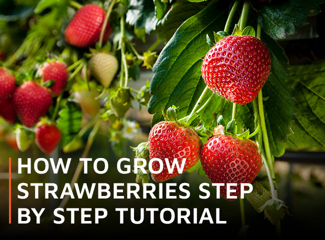 How To Grow Strawberries Step By Step Tutorial – Waltons