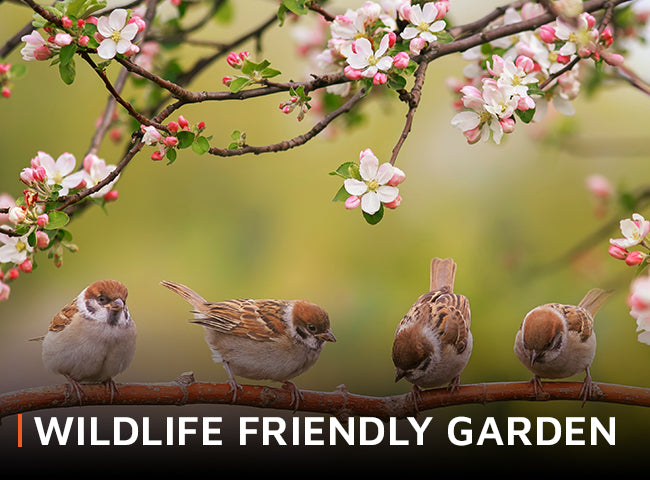 Wildlife Friendly Garden#N#– Waltons